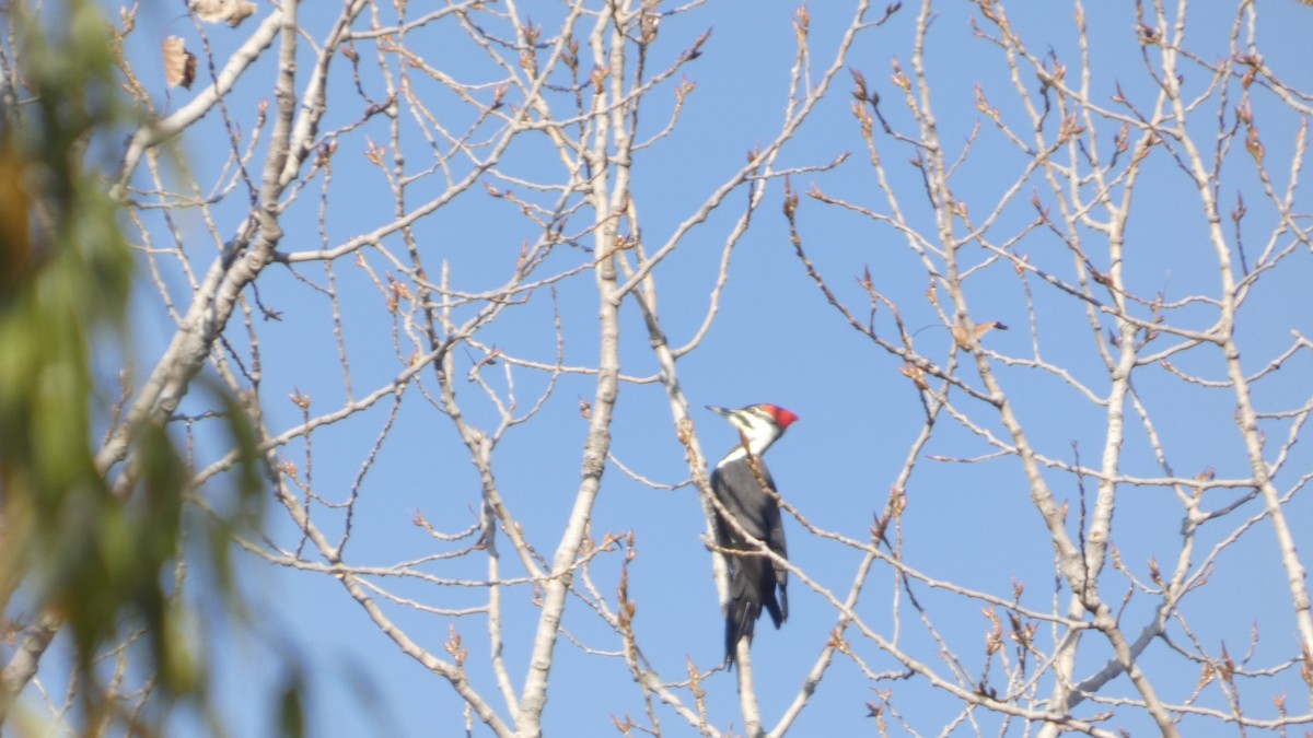 Pileated Woodpecker - ML644555246