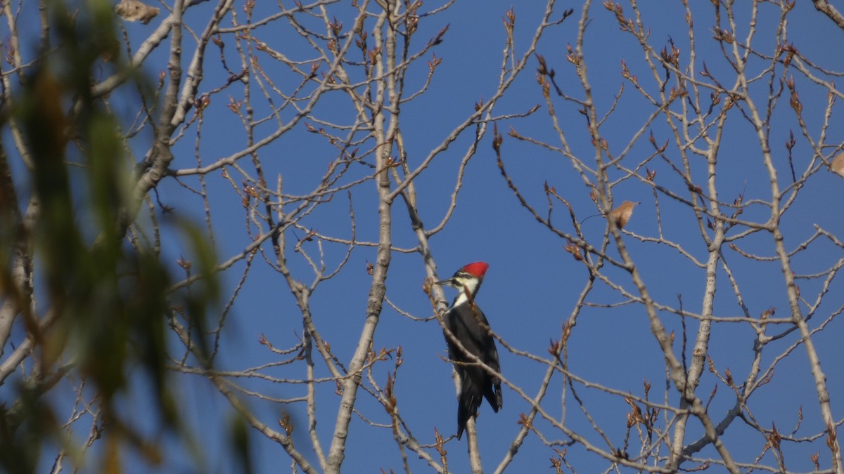 Pileated Woodpecker - ML644555247