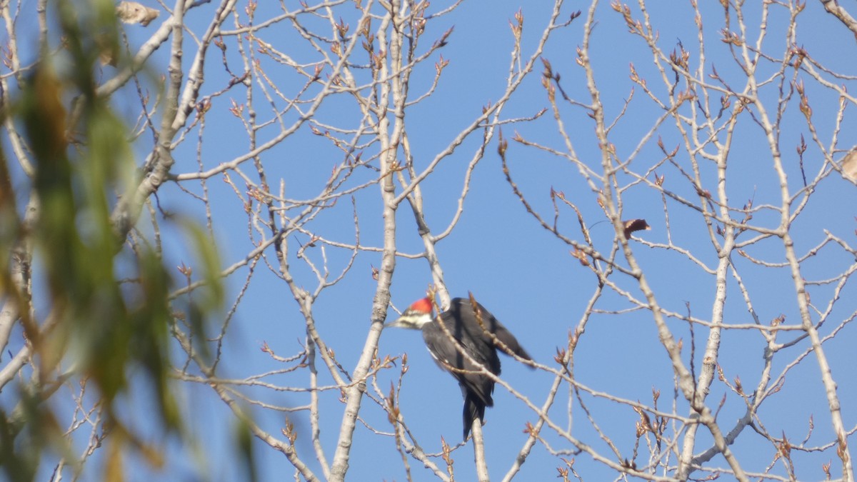 Pileated Woodpecker - ML644555248