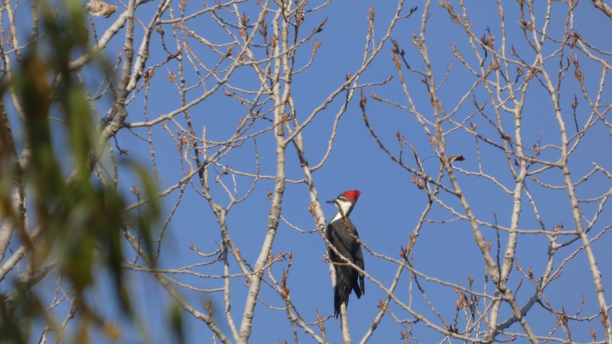 Pileated Woodpecker - ML644555249