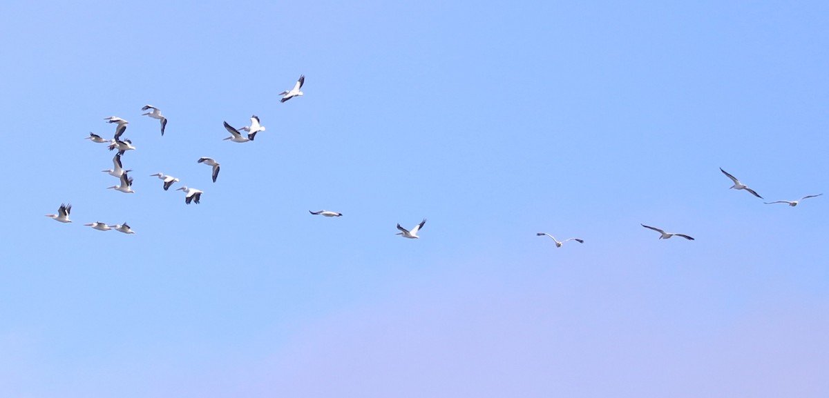 Pelícano Norteamericano - ML644555250