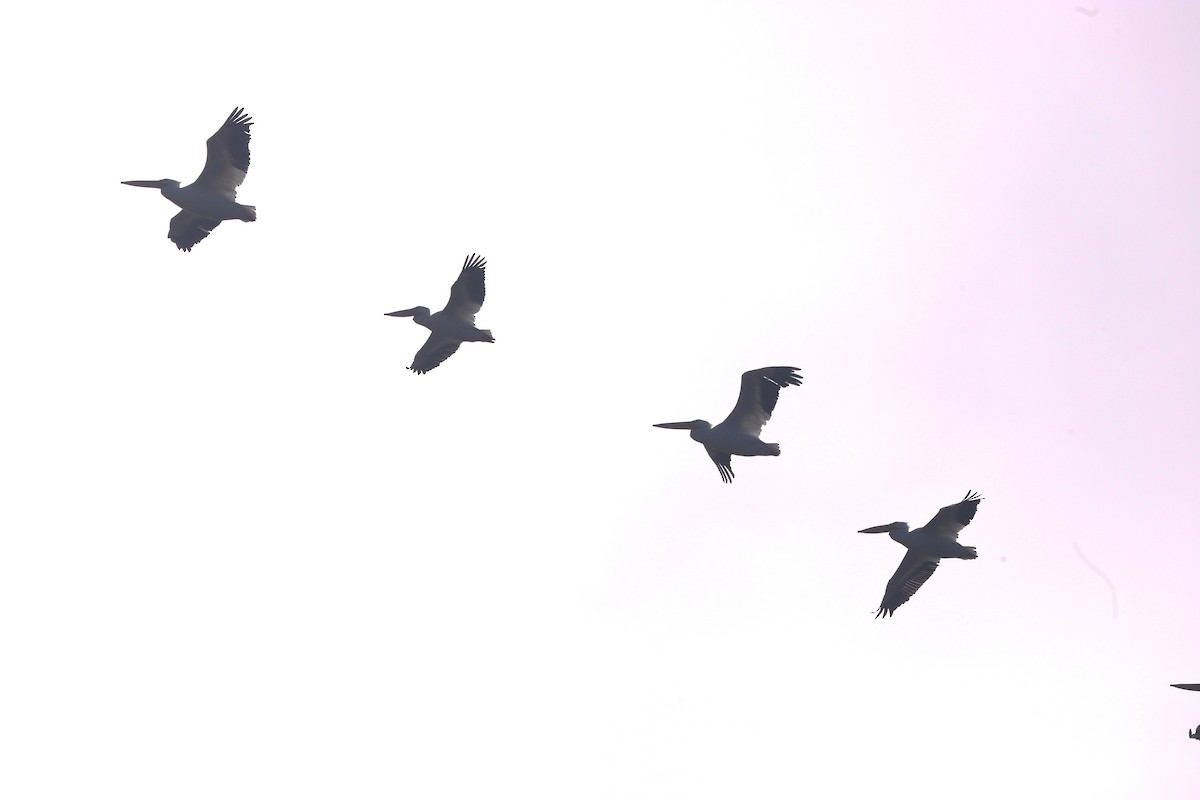 Pelícano Norteamericano - ML644555251