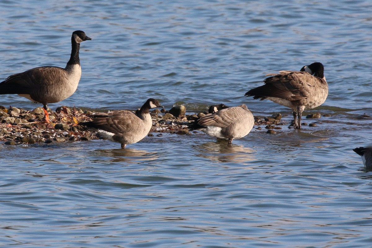 Cackling Goose - ML644555257