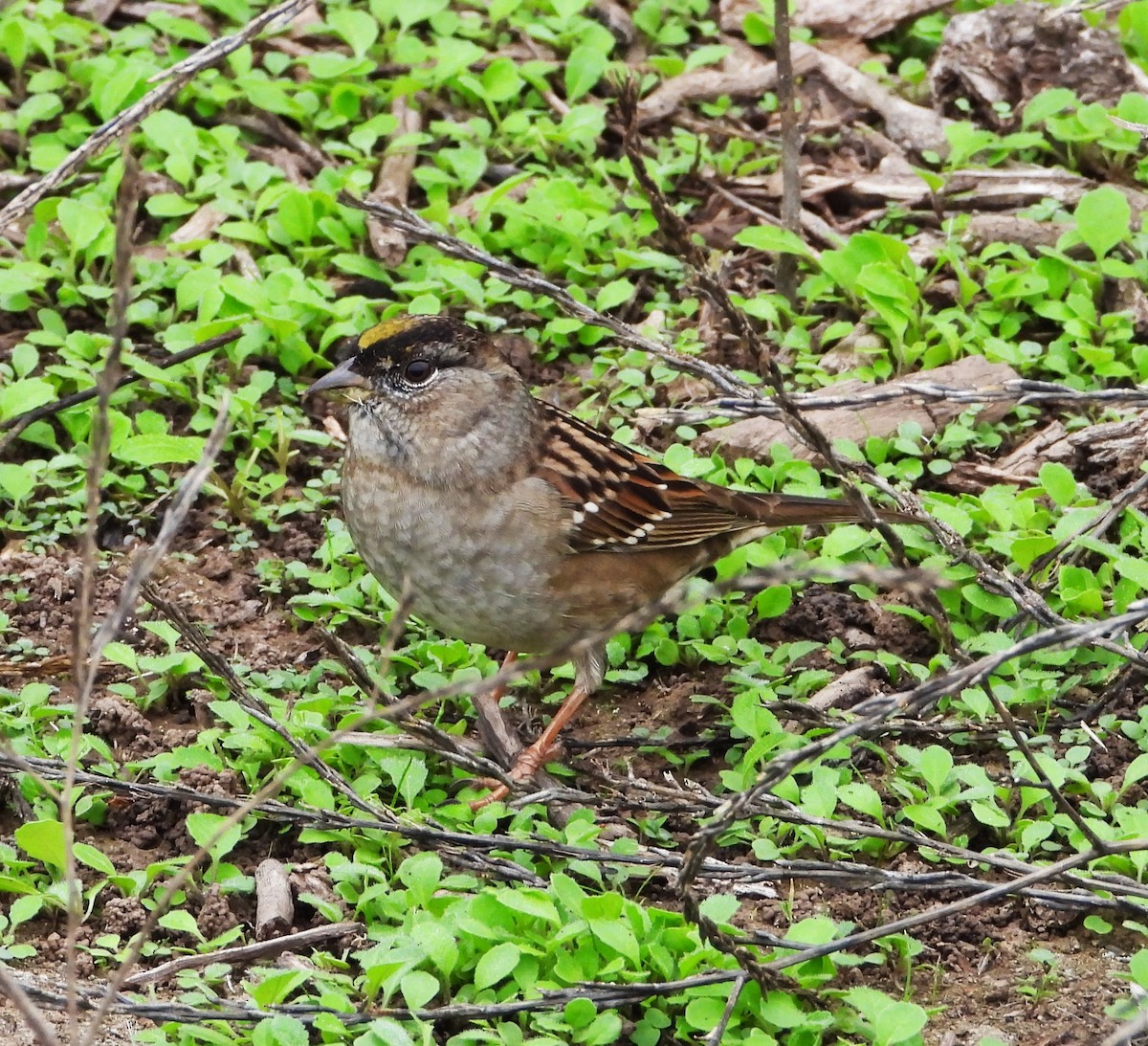 Golden-crowned Sparrow - ML644555258