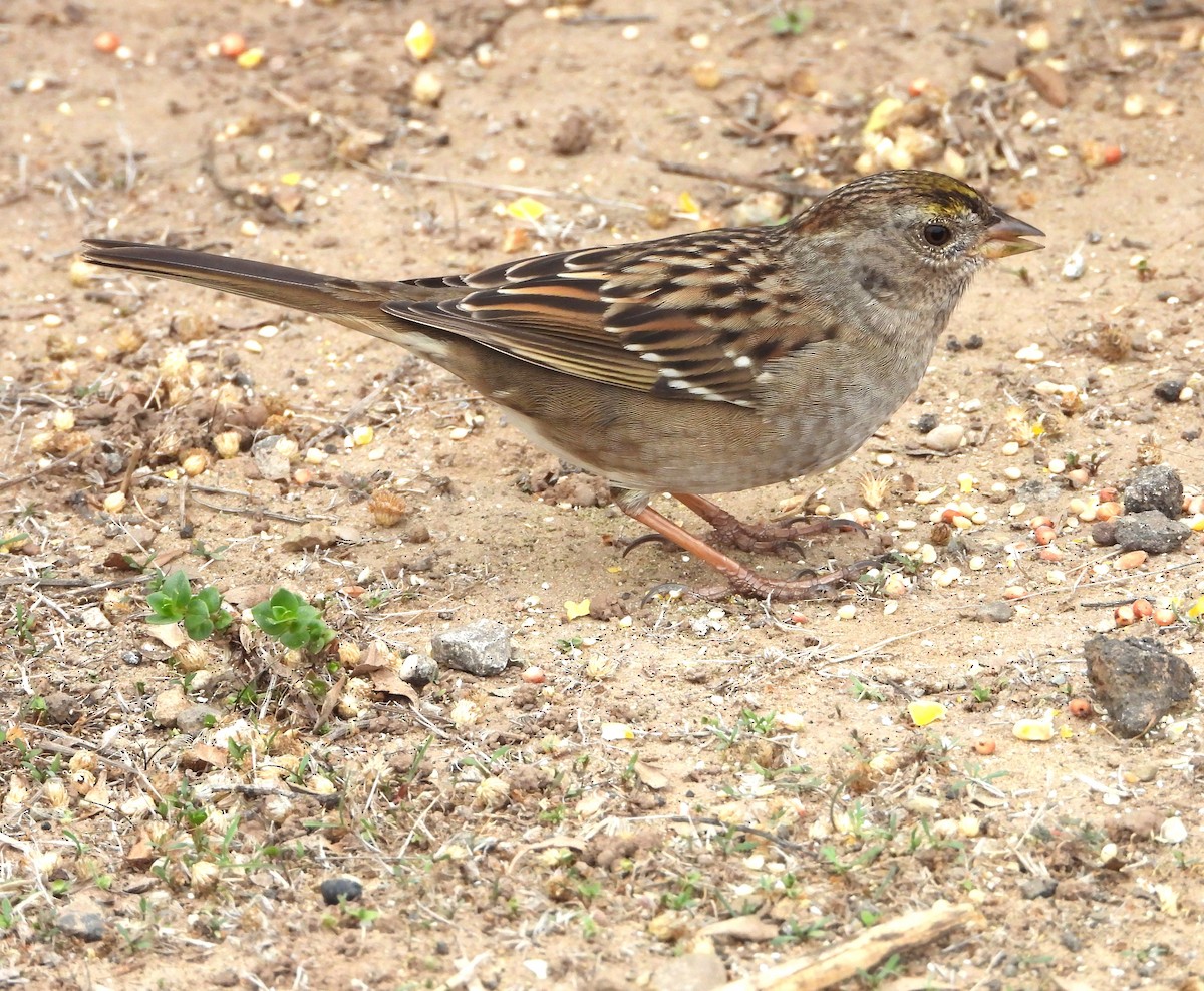 Golden-crowned Sparrow - ML644555259