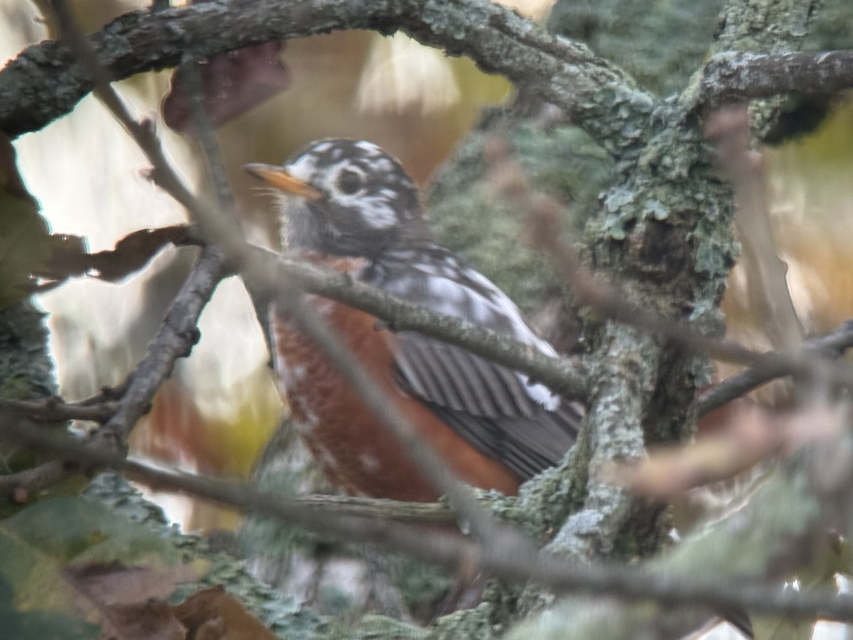 קיכלי נודד - ML644555266