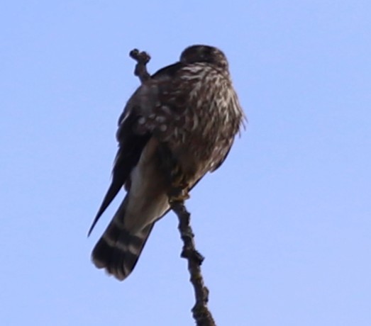 Esmerejón - ML644555271