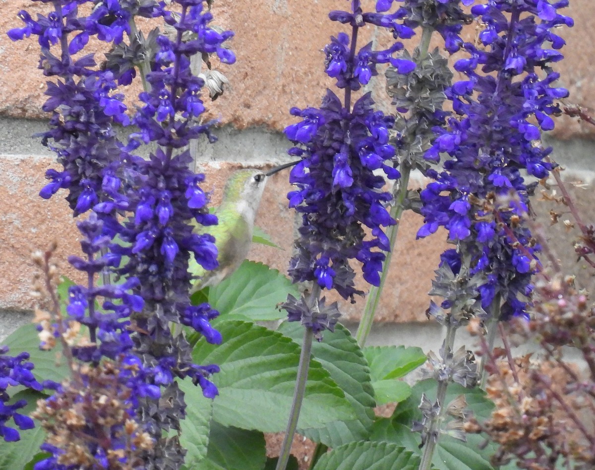 Black-chinned Hummingbird - ML644555274