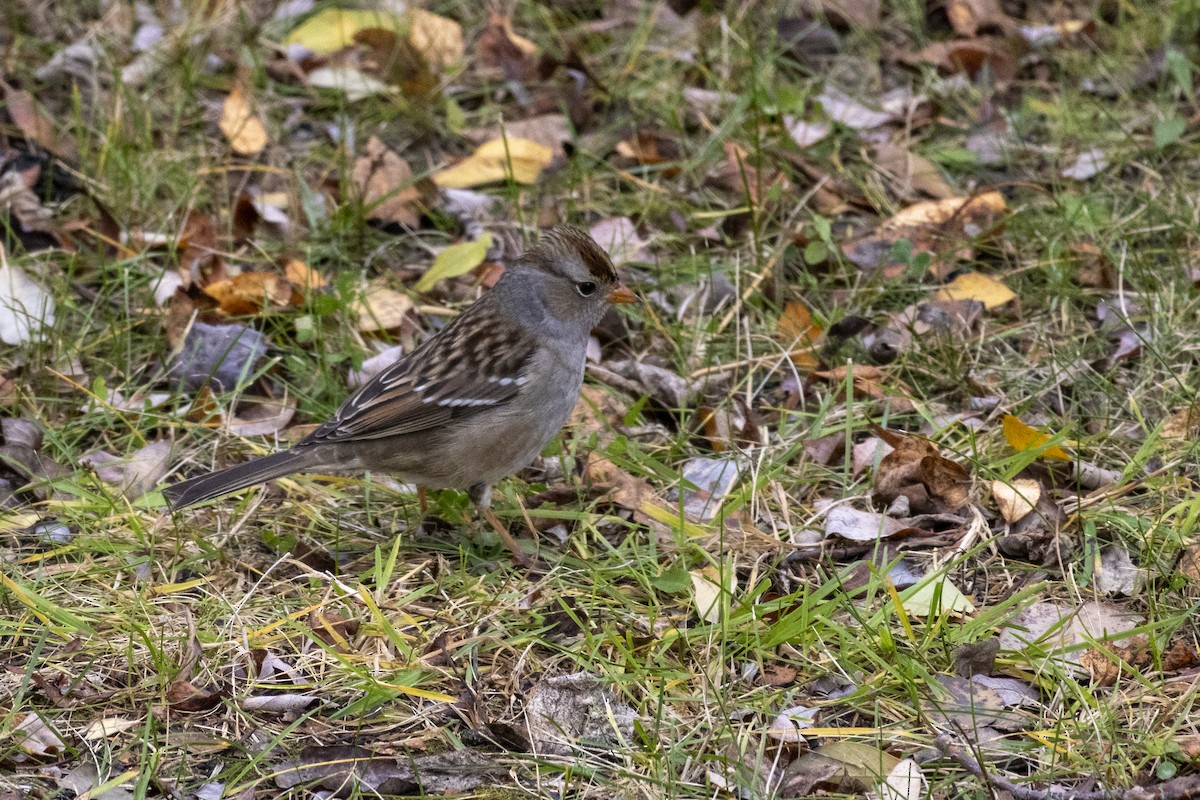White-crowned Sparrow - ML644555279