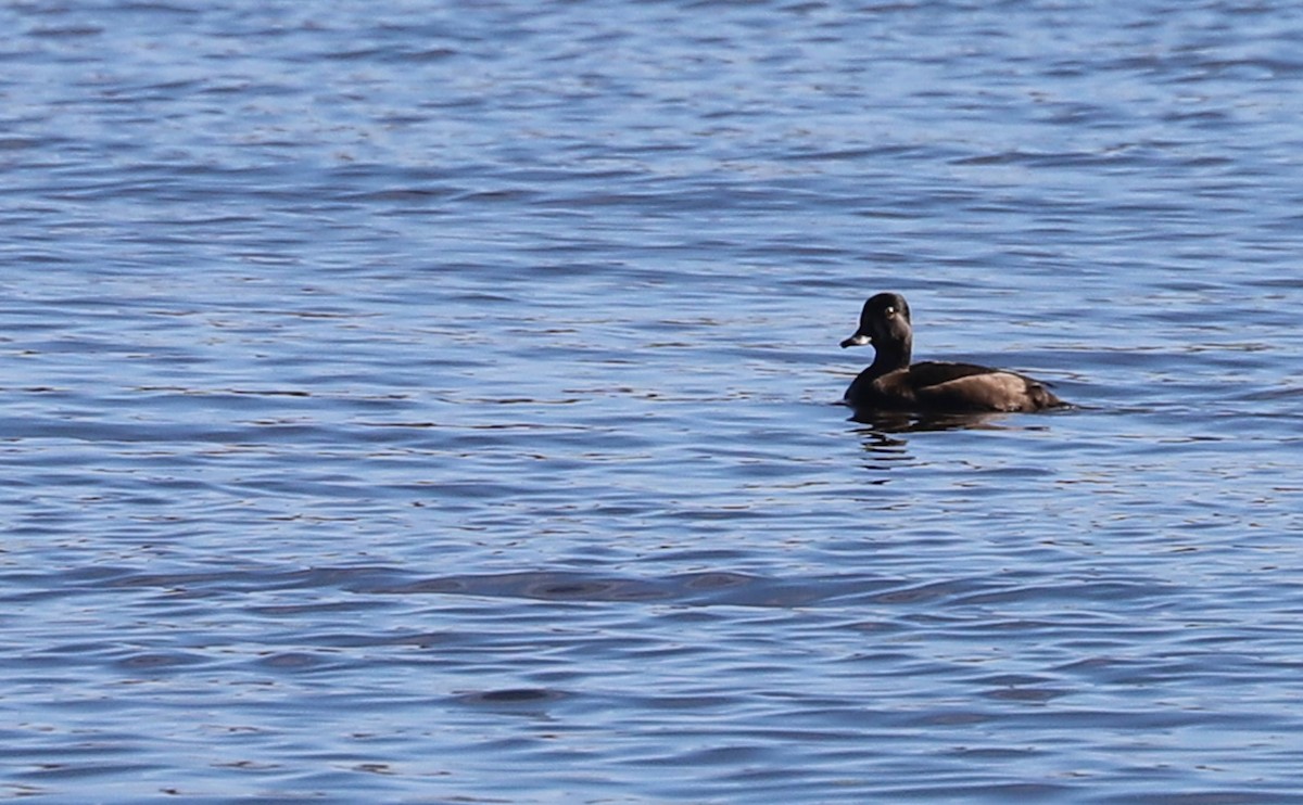 Fuligule à collier - ML644555280
