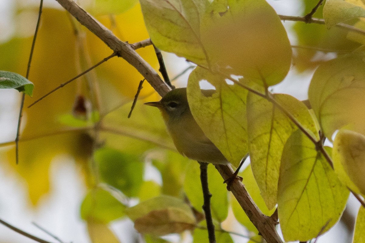 Northern Parula - ML644555281