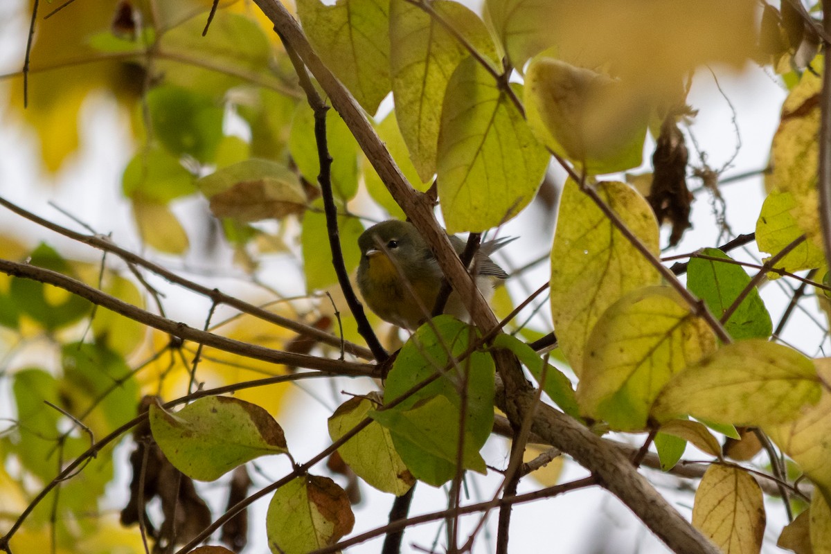 Northern Parula - ML644555283