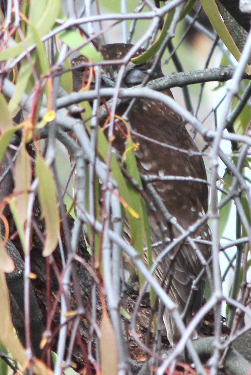 Australian Boobook - ML644555285