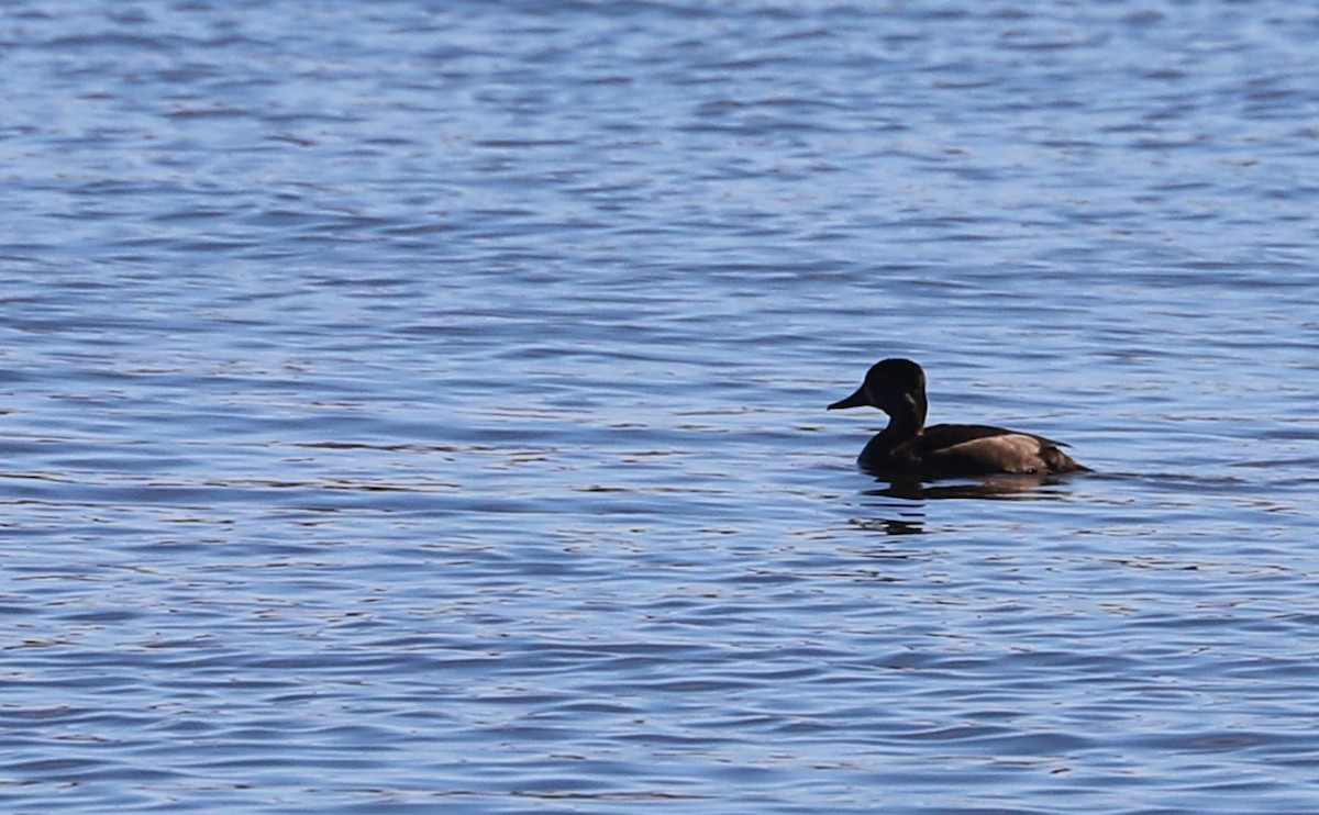 Fuligule à collier - ML644555289