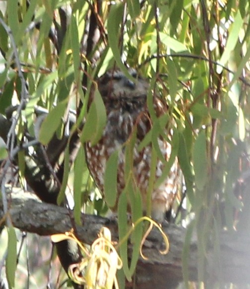 Australian Boobook - ML644555291