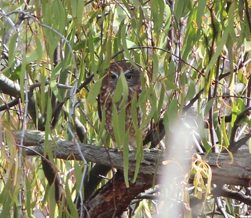 Australian Boobook - ML644555293