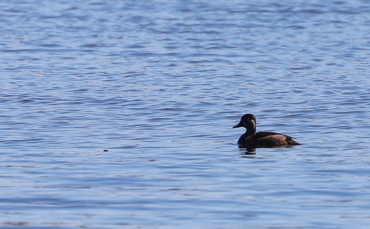 Fuligule à collier - ML644555296