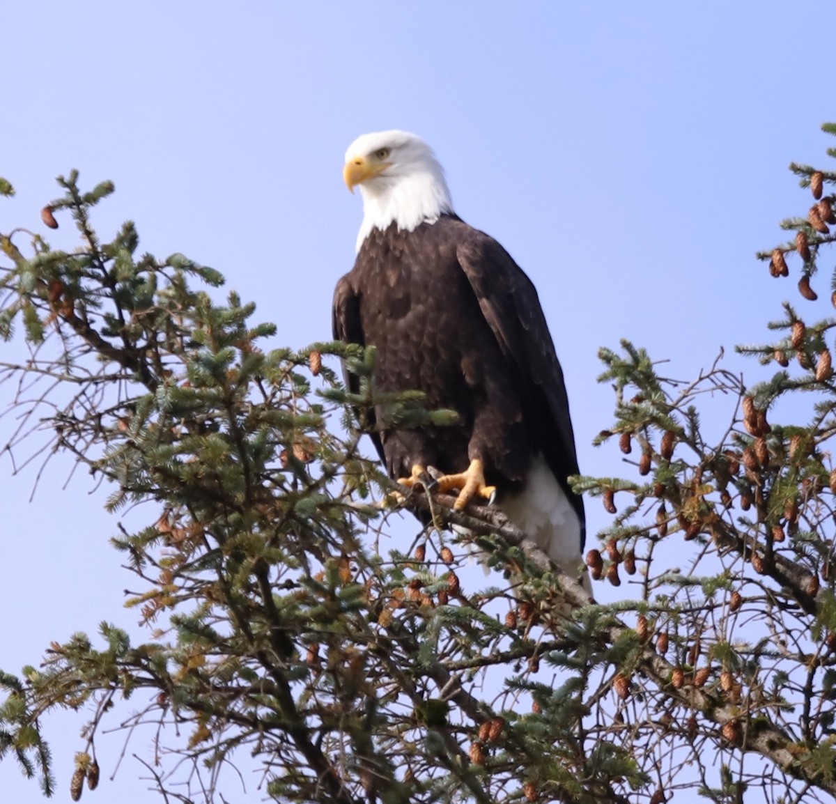 Pigargo Americano - ML644555300