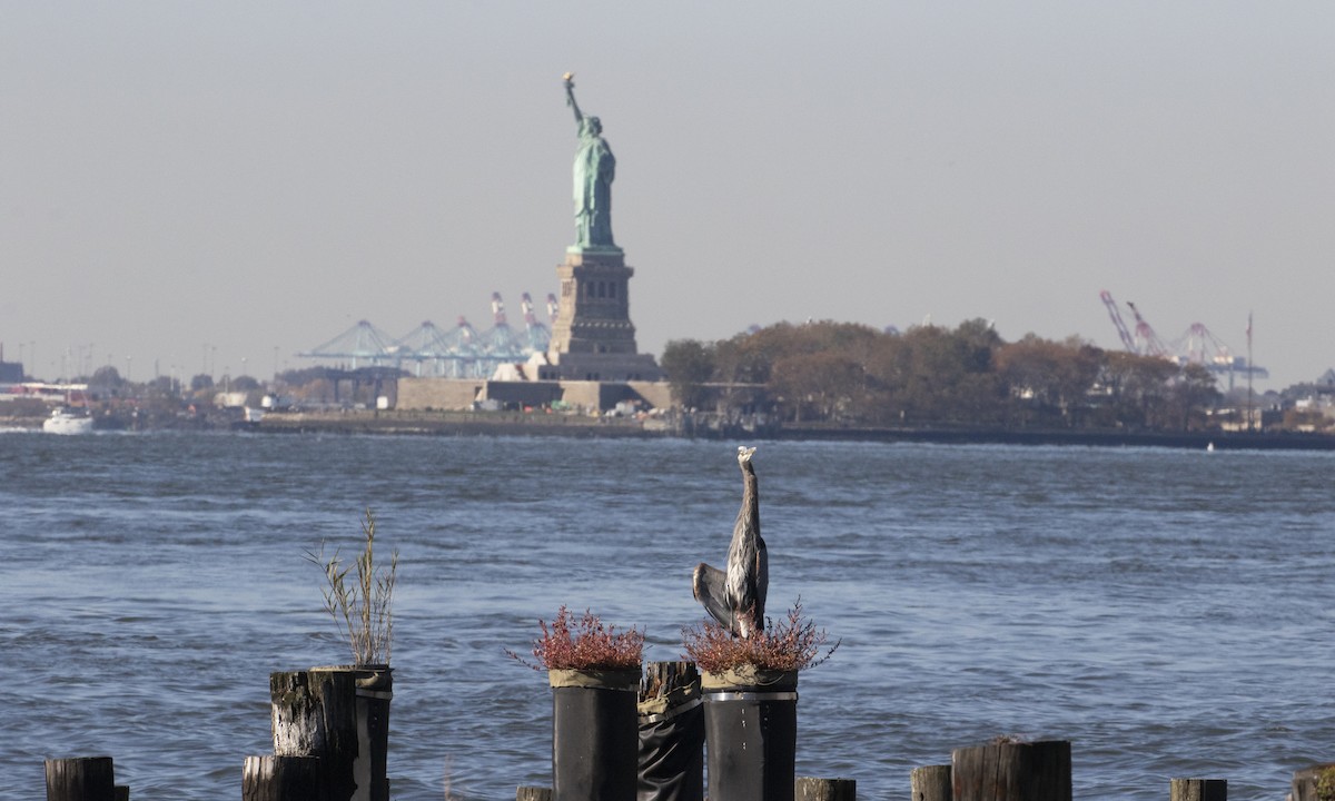 אנפה אמריקנית - ML644555302