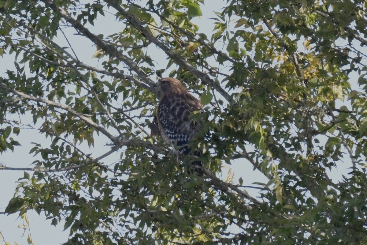 Red-tailed Hawk - ML644555304