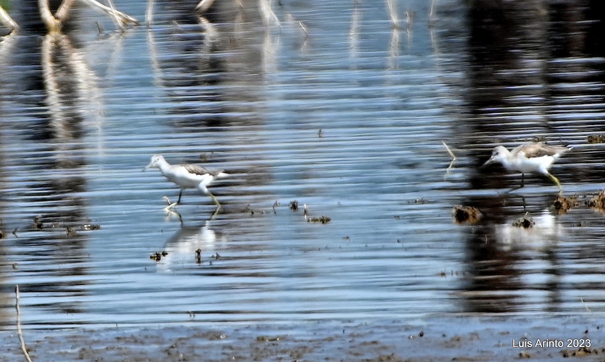 Common Greenshank - ML644555306