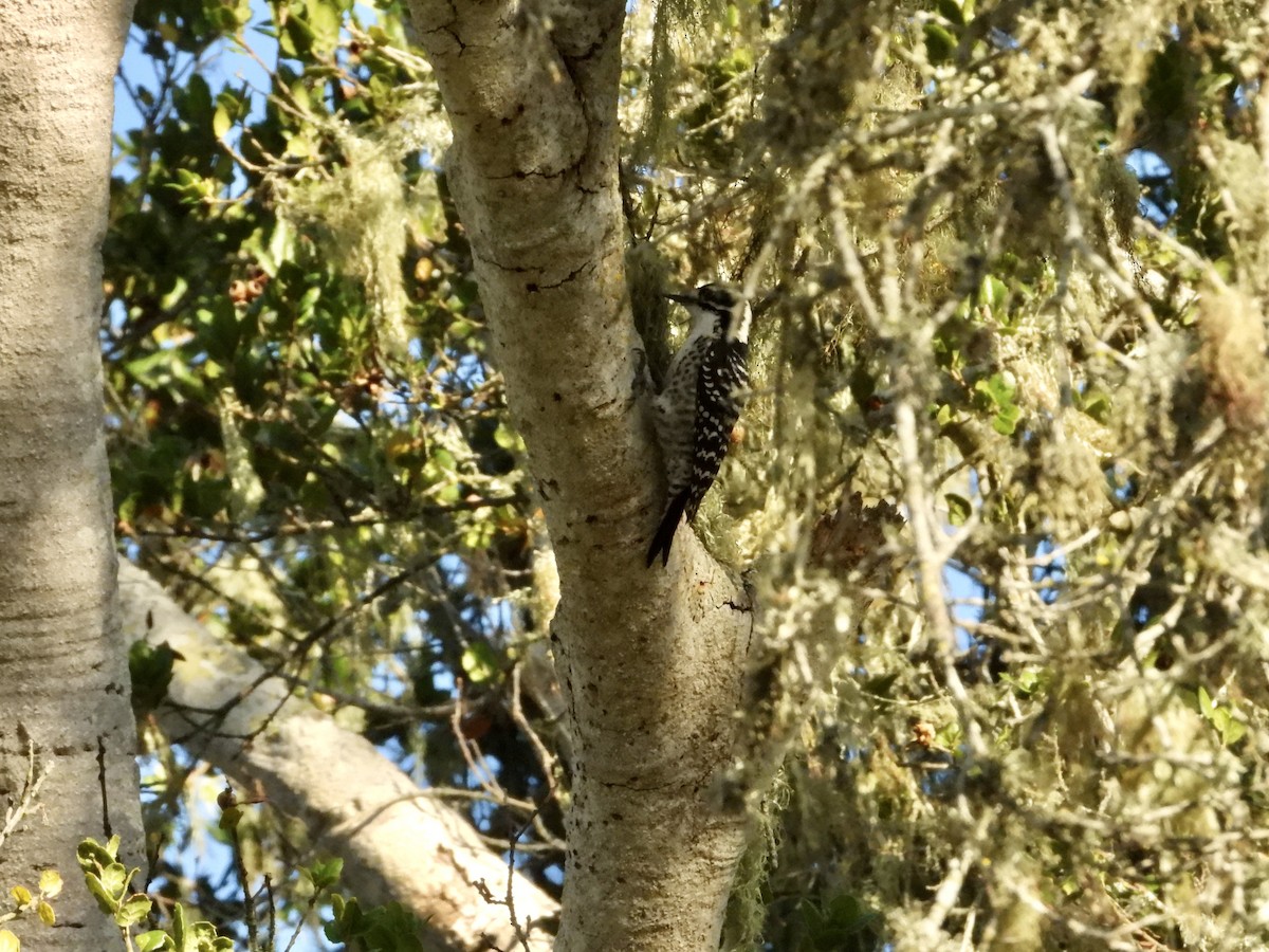 Nuttall's Woodpecker - ML644555307