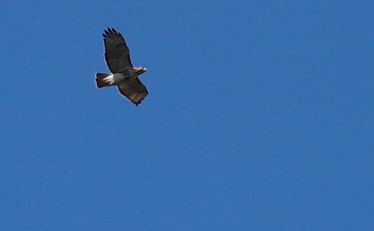 Buse à queue rousse (borealis) - ML644555310