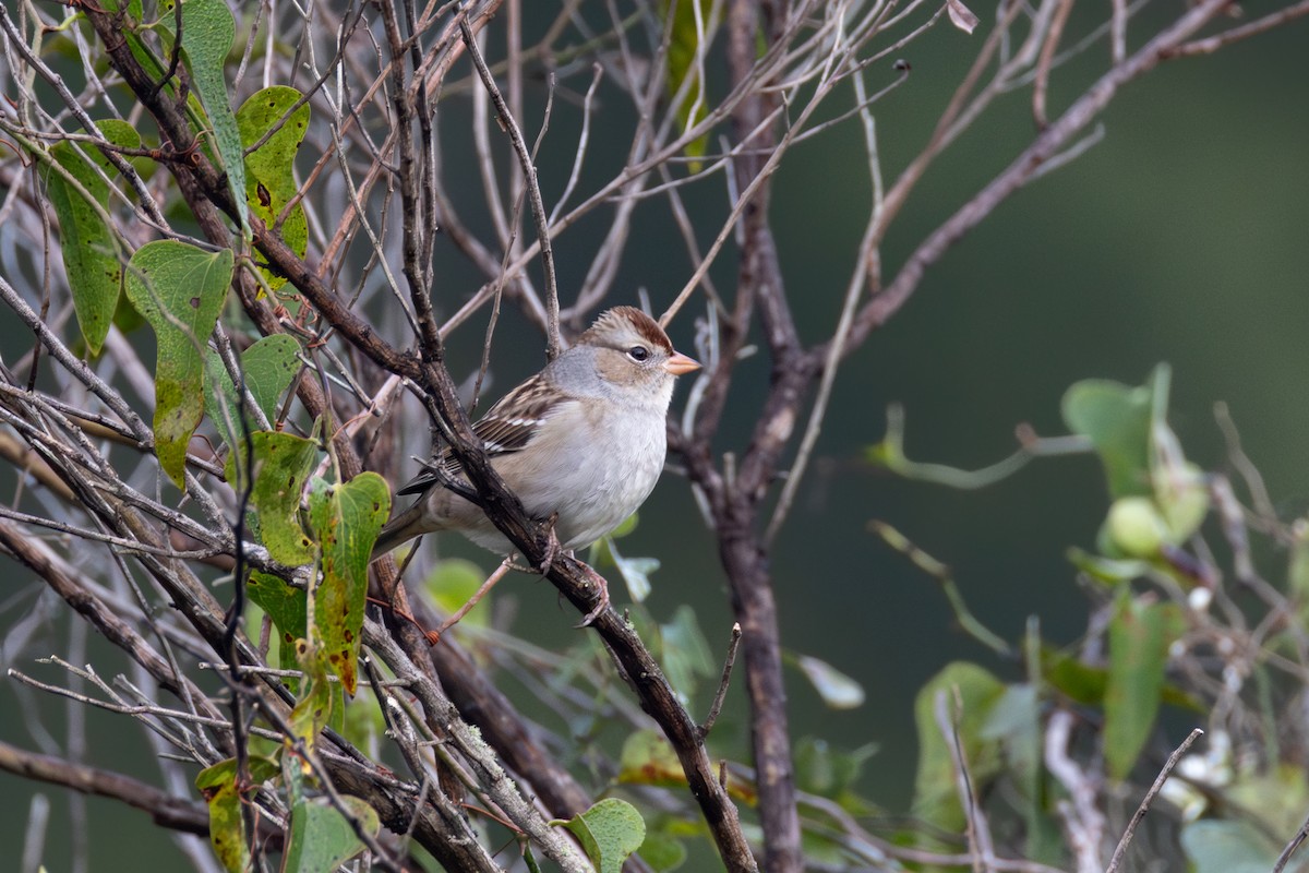 גיבתונית לבנת-כיפה - ML644555311