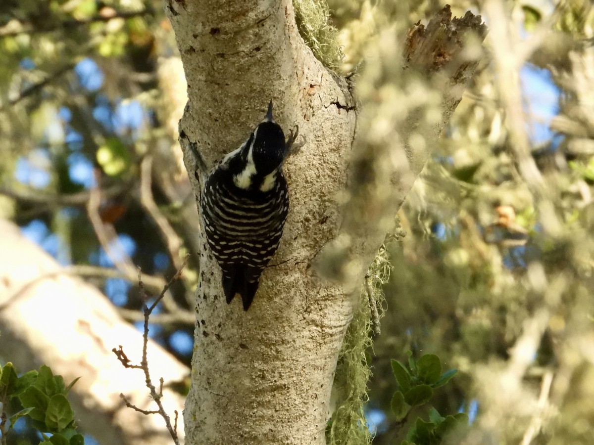 Nuttall's Woodpecker - ML644555312