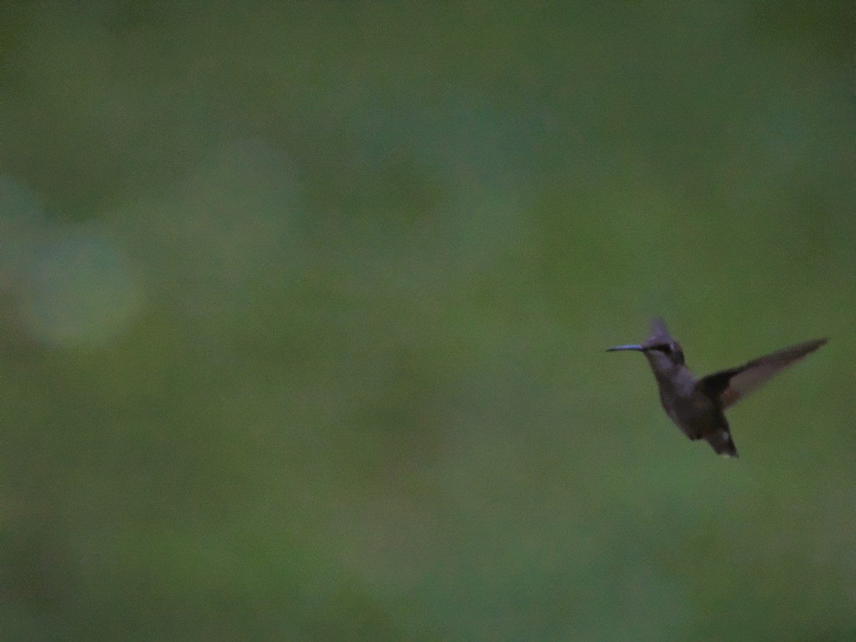 Ruby-throated Hummingbird - ML644555313