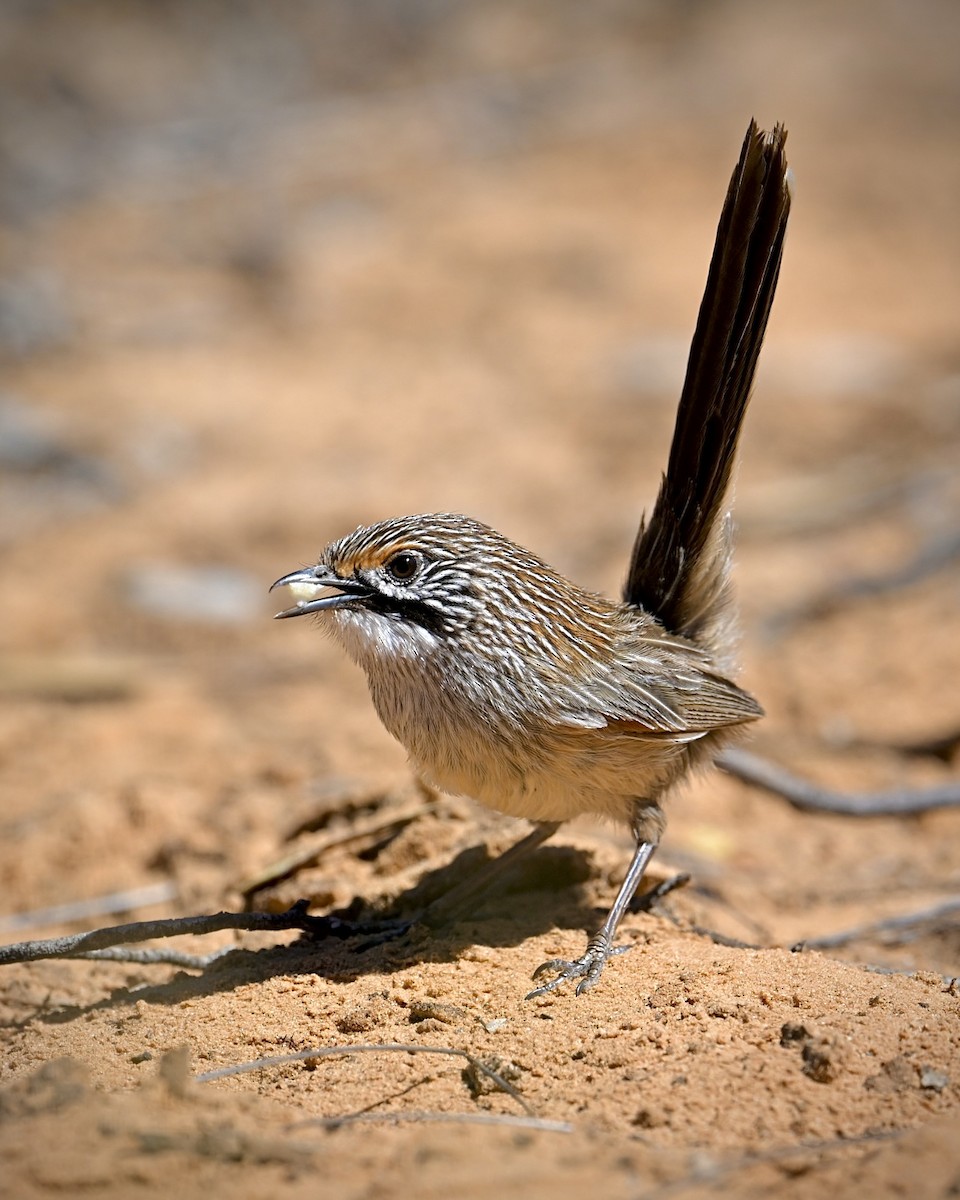 Striated Grasswren - ML644555314