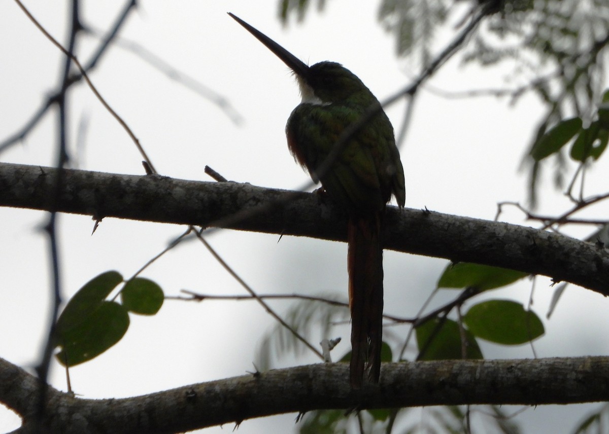 Rufous-tailed Jacamar - ML644555315