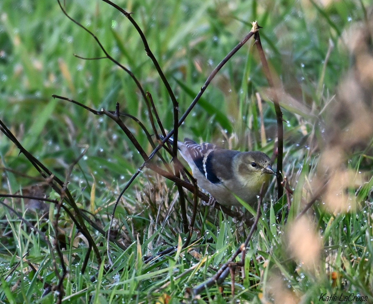 American Goldfinch - ML644555316