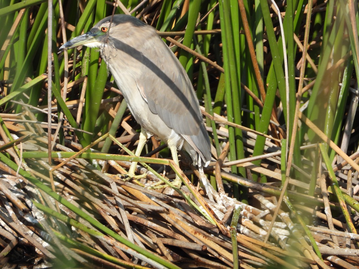 אנפת לילה - ML644555319