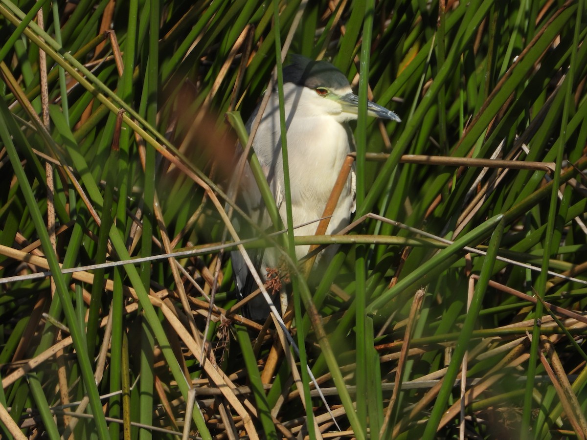 אנפת לילה - ML644555320