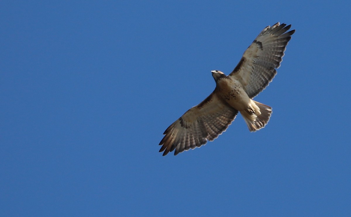Buse à queue rousse (borealis) - ML644555324