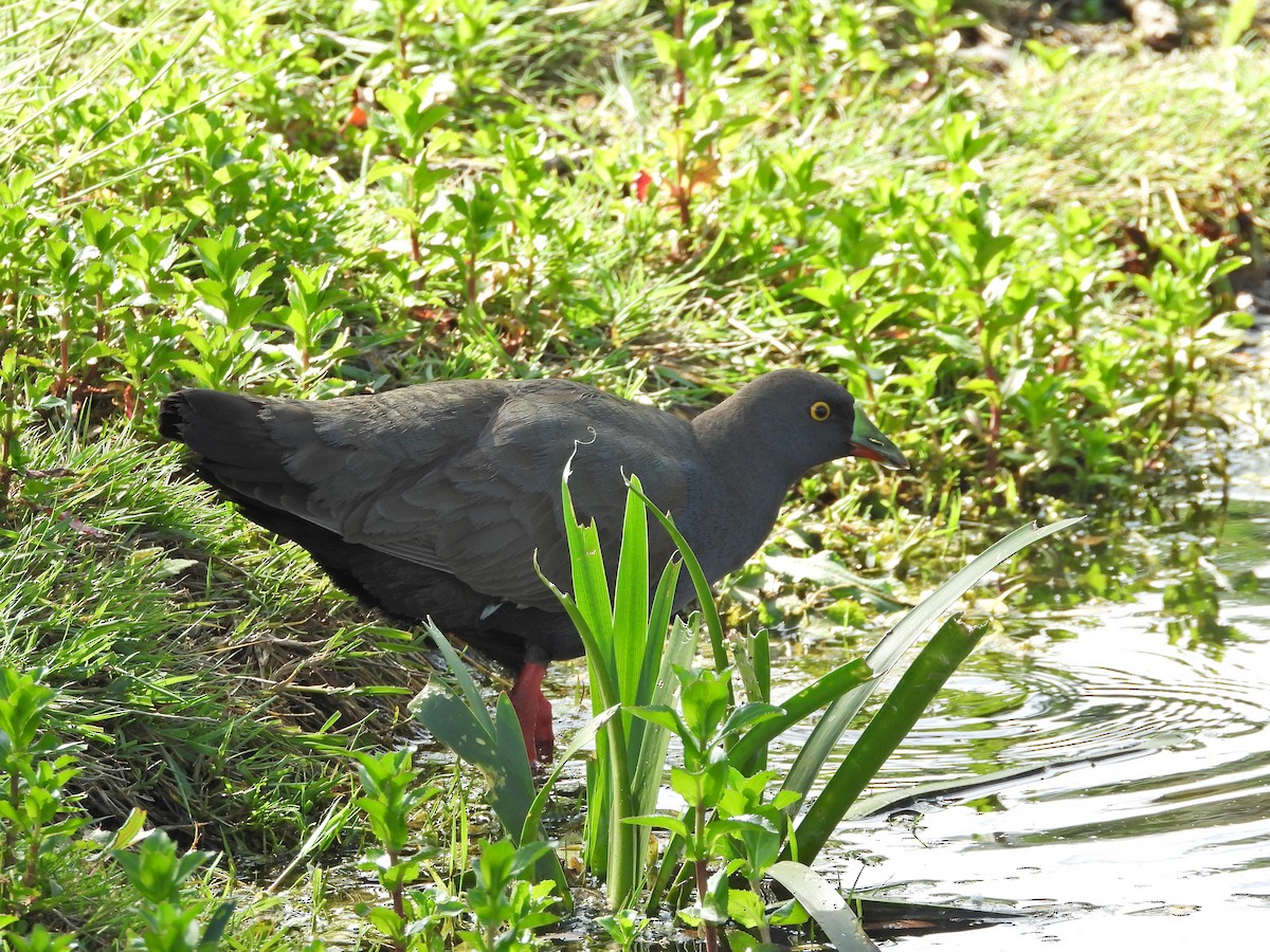 Black-tailed Nativehen - ML644555325