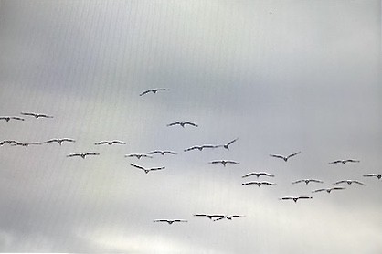 עגור קנדי - ML644555326