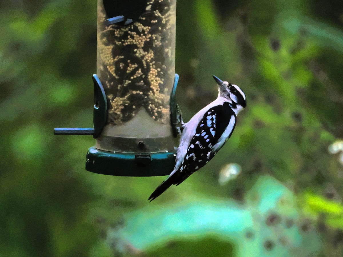 Downy Woodpecker - ML644555327