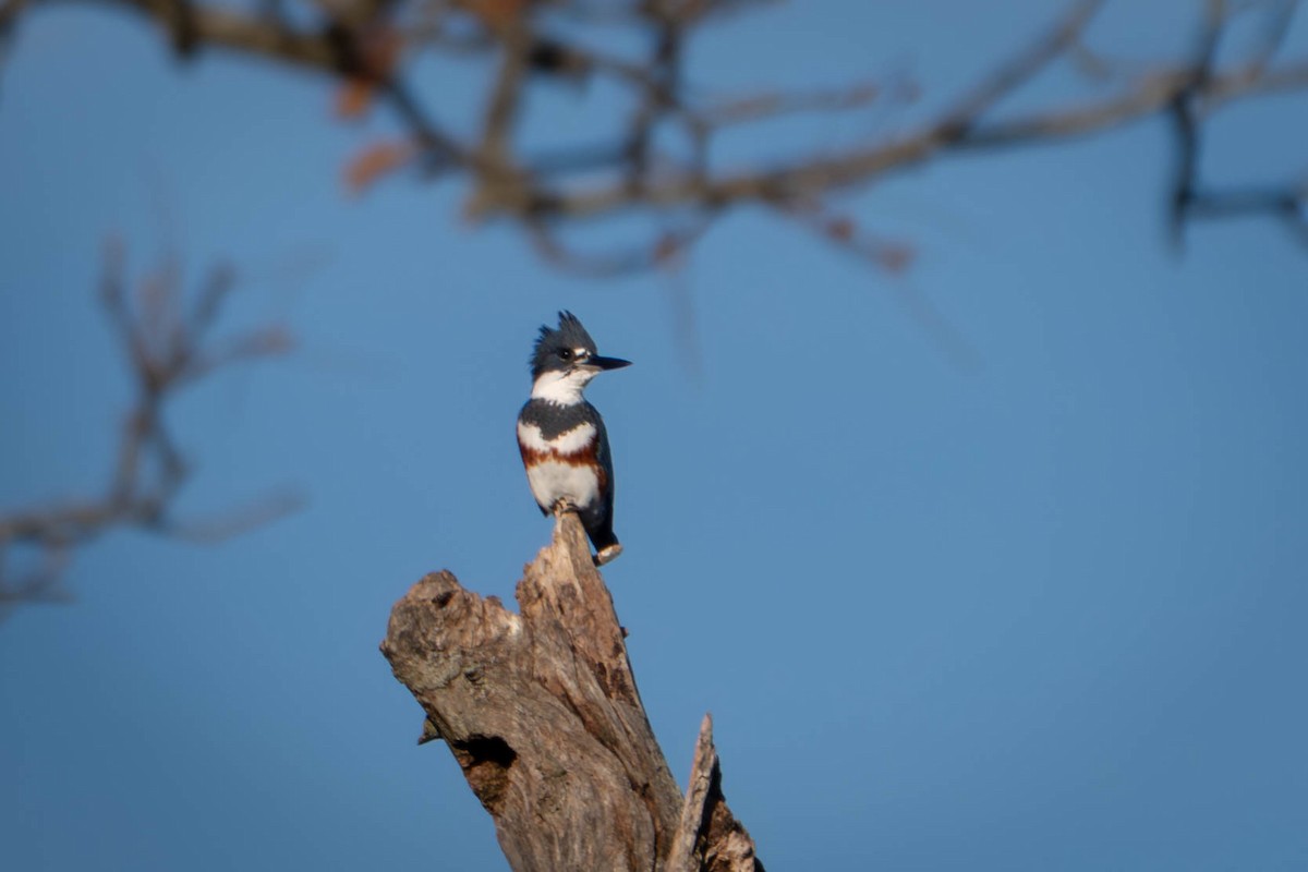 שלדג אמריקני - ML644555328