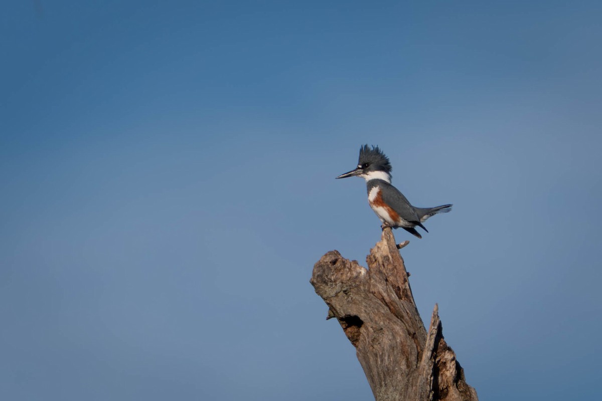 שלדג אמריקני - ML644555329