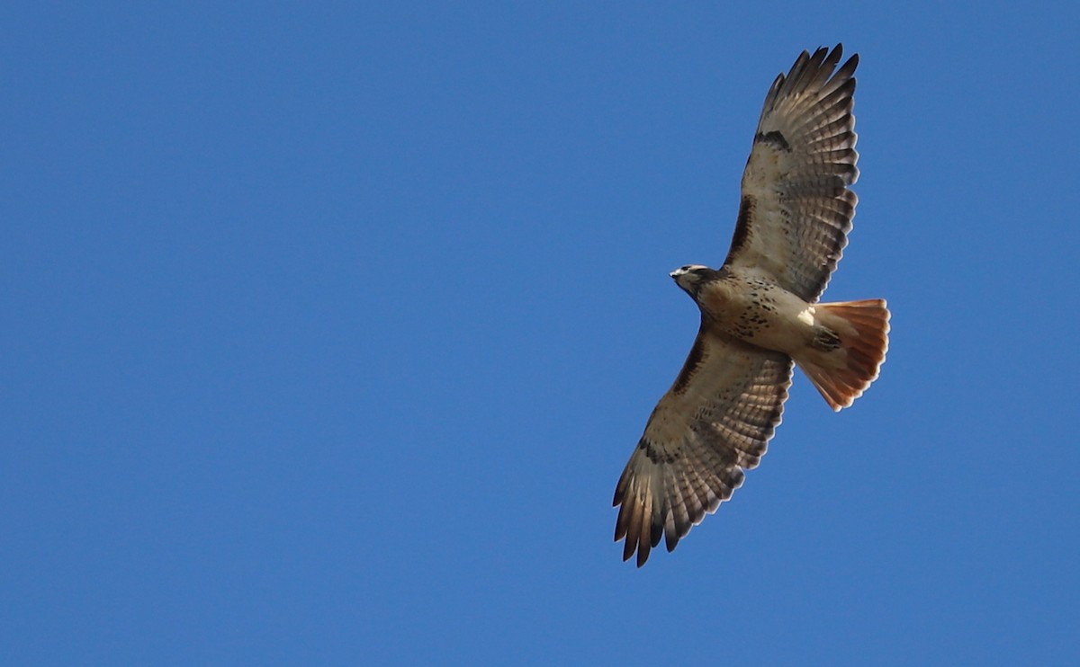 Buse à queue rousse (borealis) - ML644555332