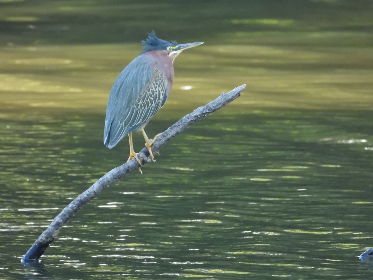 אנפית ירוקה - ML644555333