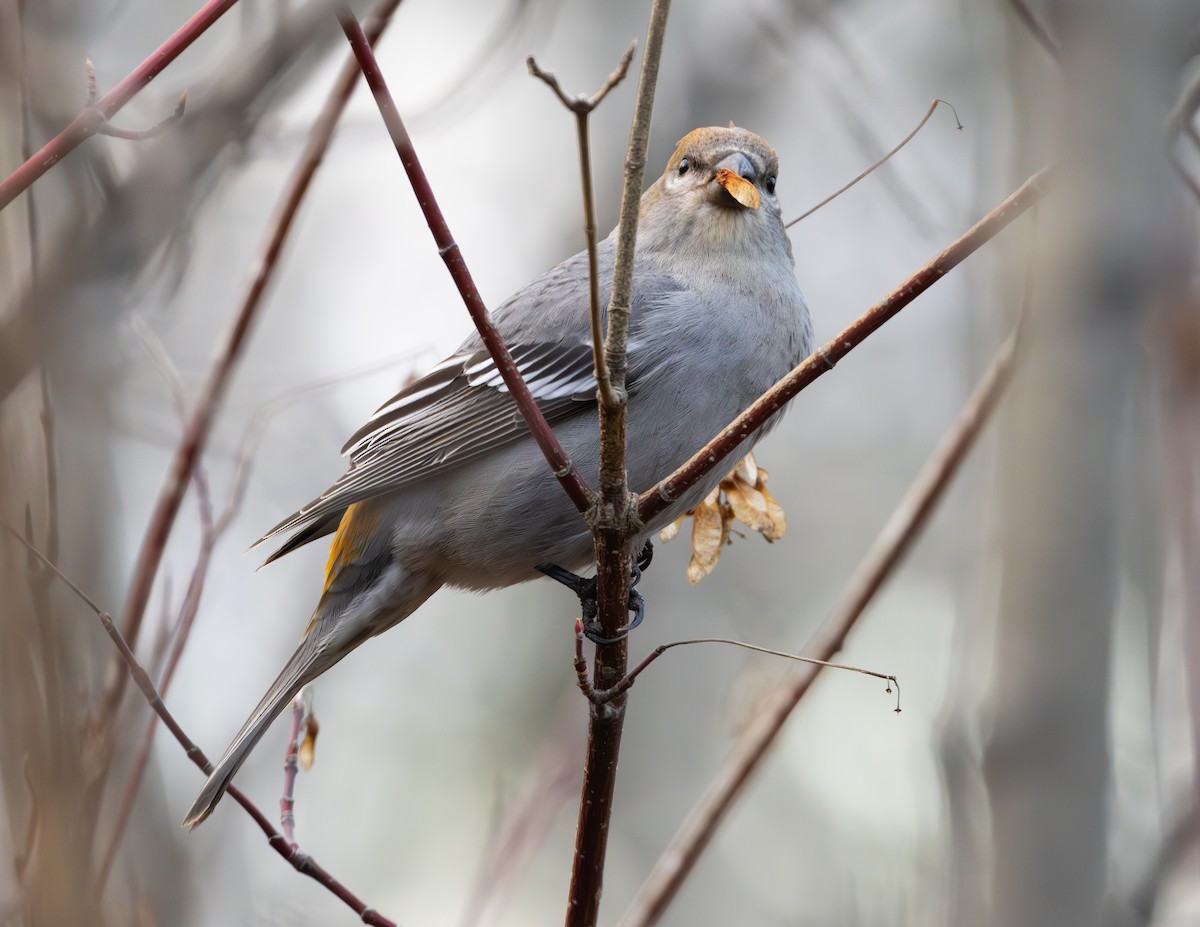 פתיאלי אורנים - ML644555337