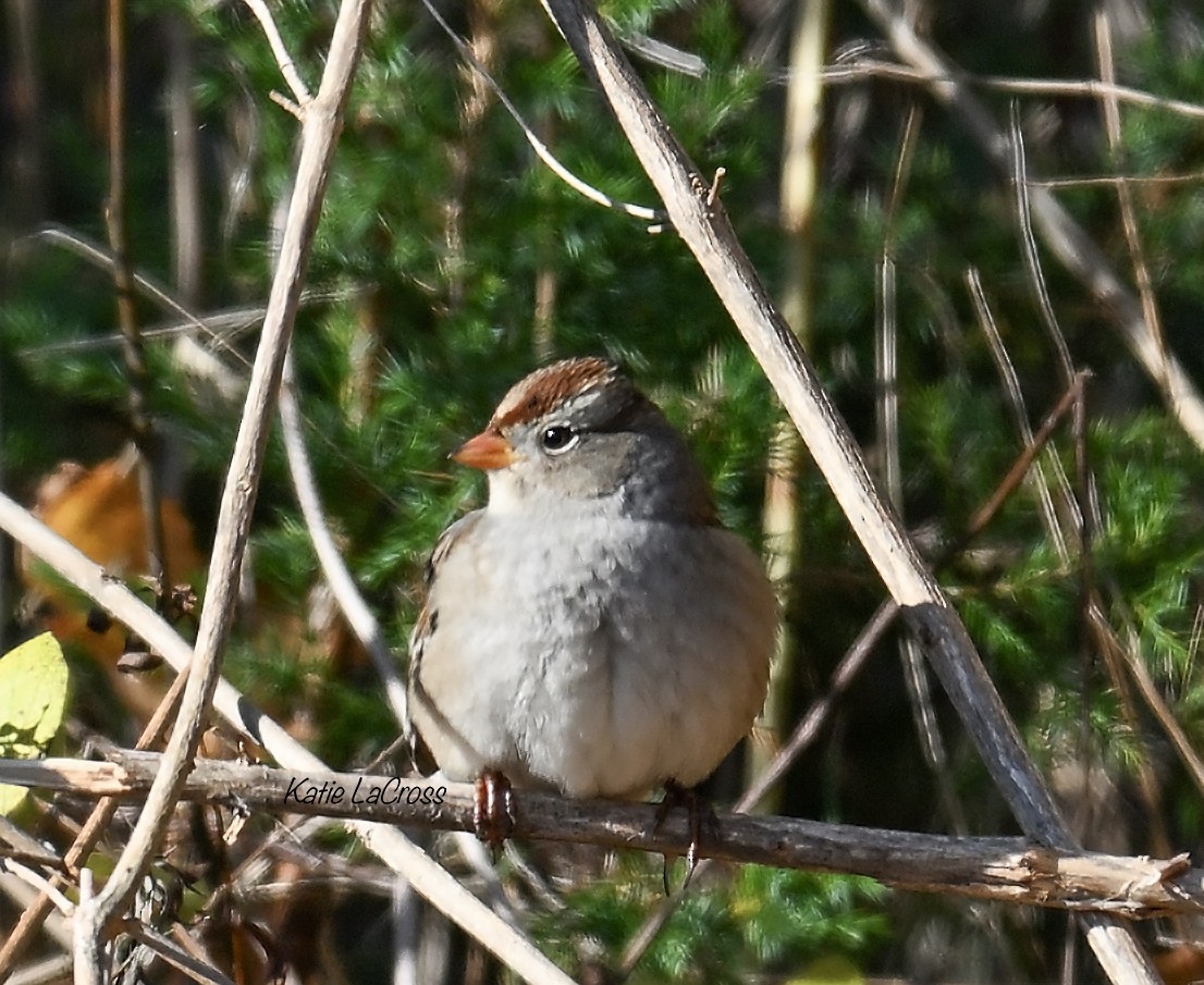 גיבתונית לבנת-כיפה - ML644555338