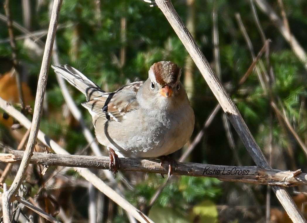 גיבתונית לבנת-כיפה - ML644555339