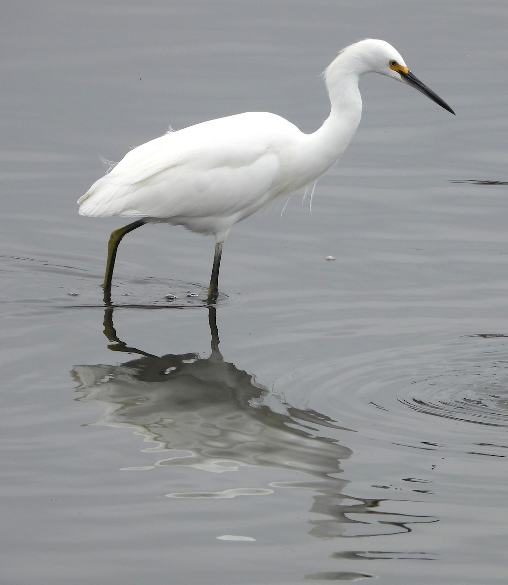 לבנית אמריקנית - ML644555340