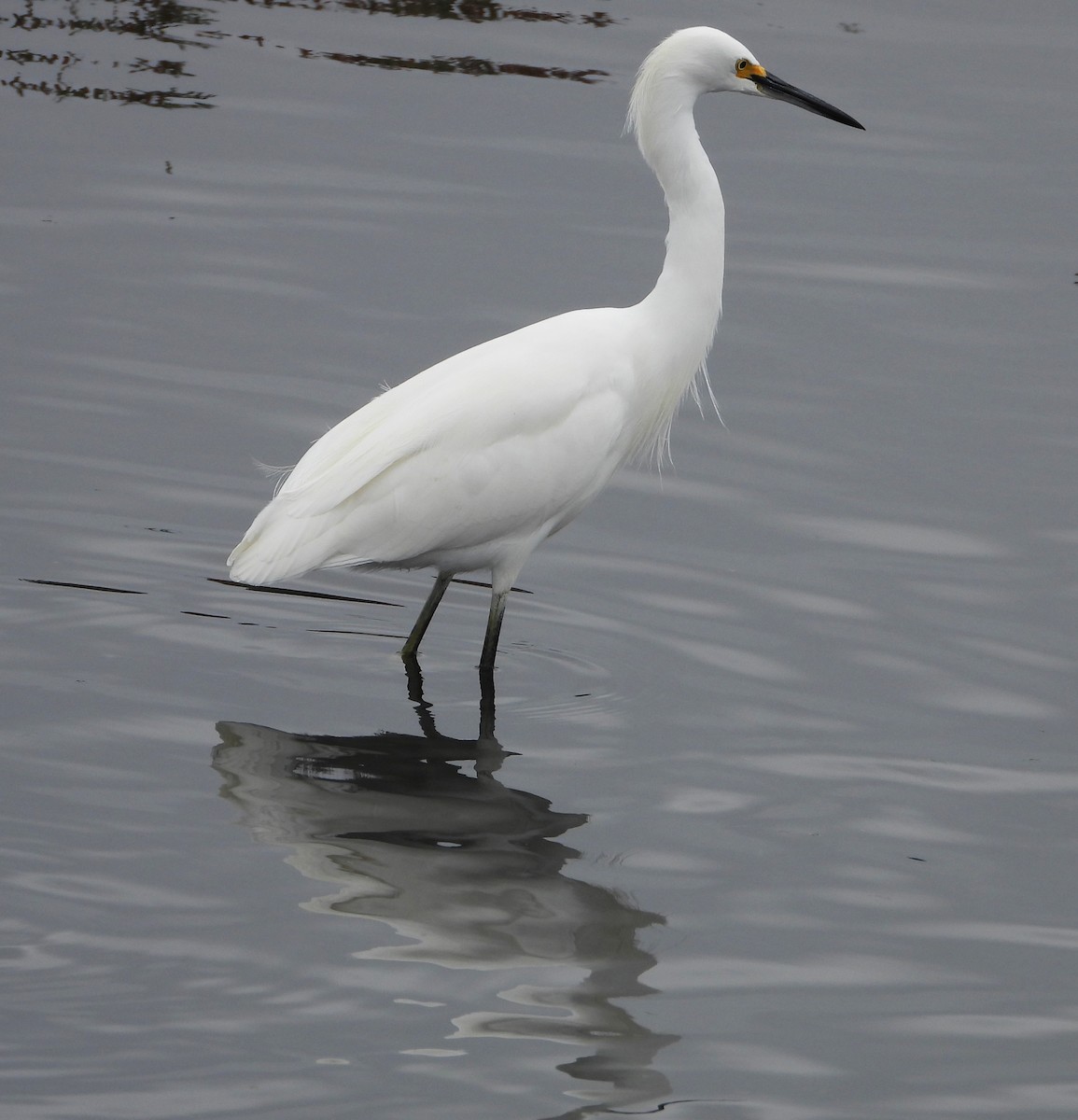 לבנית אמריקנית - ML644555341