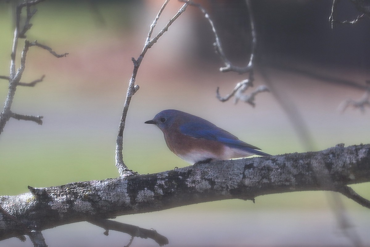 Eastern Bluebird - ML644555342