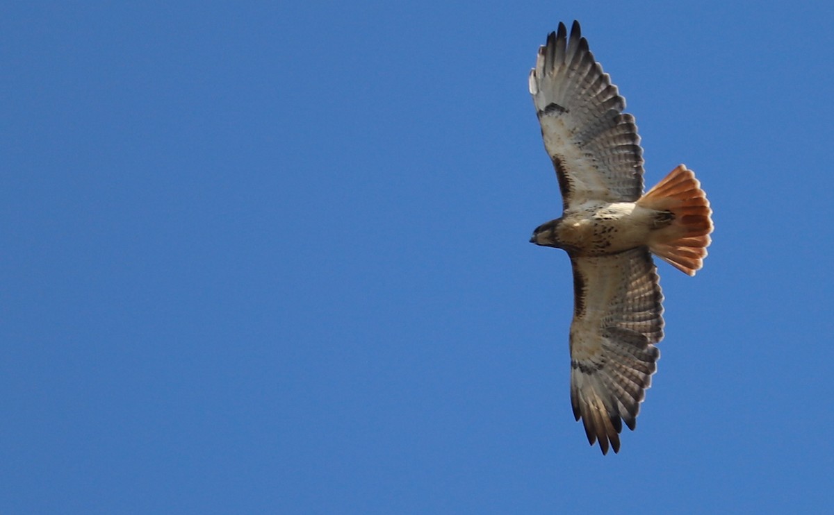 Buse à queue rousse (borealis) - ML644555345